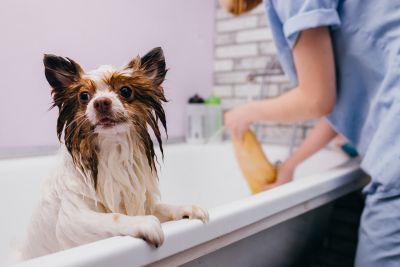 Pet Grooming and Pet Sitting Insurance in Elizabethville, PA by Keystone-Deibler, Straub & Troutman Insurance