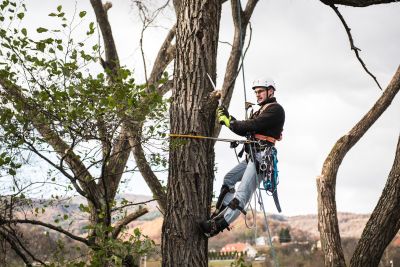 Tree Trimming Insurance in Elizabethville, PA by Keystone-Deibler, Straub & Troutman Insurance